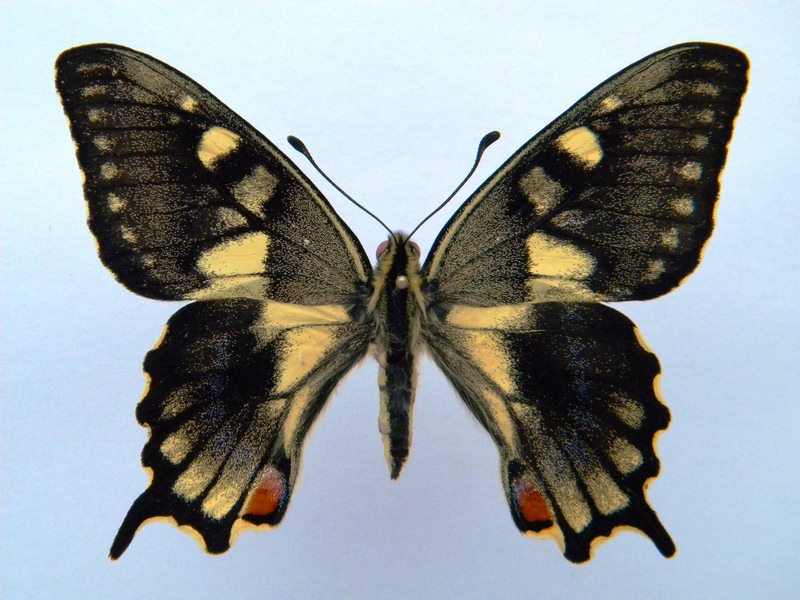 Papilio machaon (Aberration cold shock) (Internet Image property of respective owner, non-commercial use only)